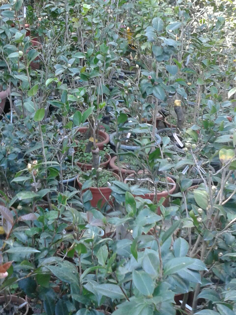 靈凡老師自己種植的各種類茶花